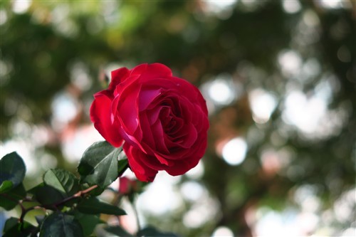 便携与画质兼具1英寸CMOS佳能G7X评测(5)