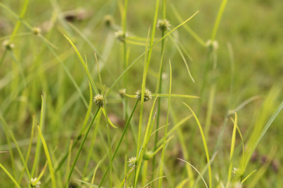 菜鸟福利入门级别最好的微单相机推荐(2)