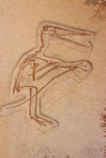 图文:最早发现的翼龙--翼手龙_科学探索_科技时代_新浪网