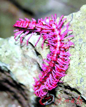 界上最大的蜘蛛