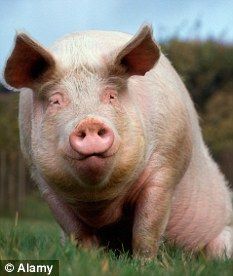 加拿大培育出环保猪:排便污染更小(图)_科学探