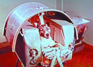盘点飞向太空的动物宇航员:太空第一狗被吓死