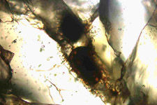 ������ʯ�ڷ�������ϸ���ṹ����Ϊ���ʳ���