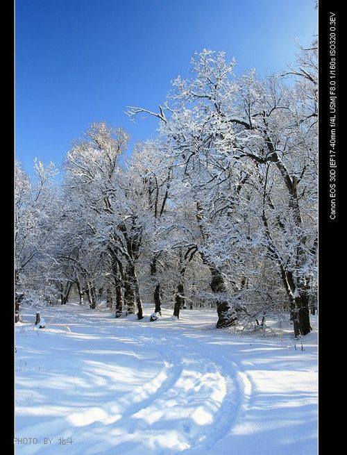 新疆伊犁冬雪雾淞 玉树琼花一夜怒放