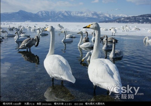 三招搞定近景!索尼有能拍微距的蔡司镜头?