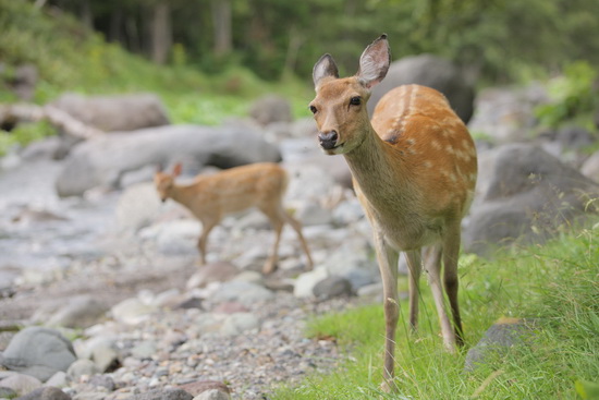 无所不有 关于佳能爱死小白二代的一切_数码_科技时代_新浪网