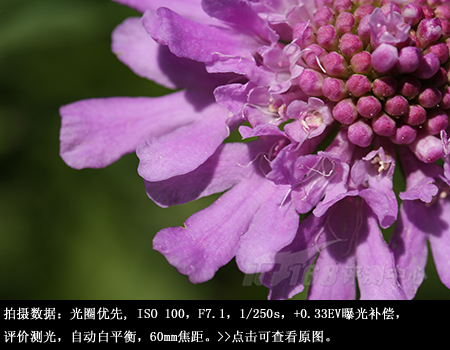 近拍也明亮腾龙60mmF2微距镜头评测(7)