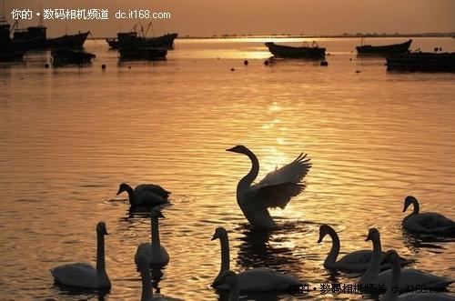 一镜悠游佳能550D配18-200烟墩角拍天鹅(3)