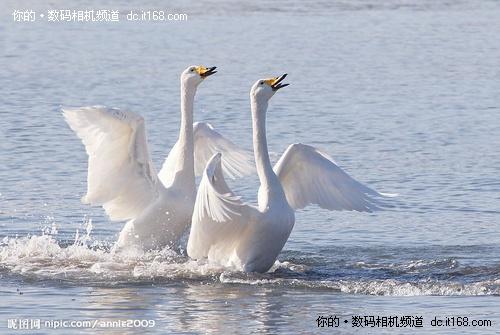 一镜悠游佳能550D配18-200烟墩角拍天鹅(3)