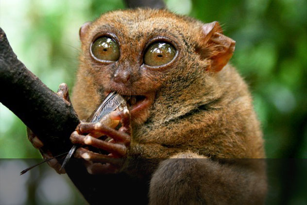 6种不可思议娇小动物:侏儒眼镜猴体长仅10厘米