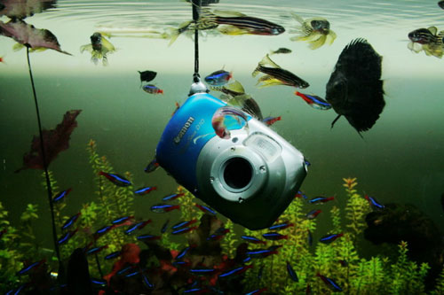 水下鱼缸焰火 佳能D10防水相机全面体验(6)