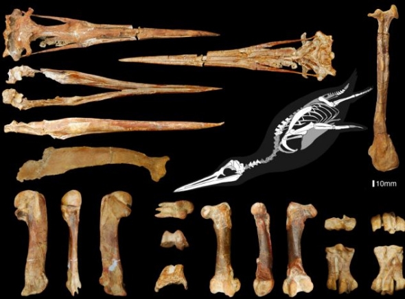 3600万年前巨型企鹅的化石特征为研究现代企鹅特征的进化提供了线索