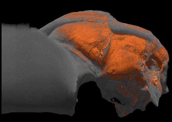动物X光3D照片:透视琥珀中530万年前蜘蛛_科