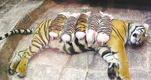 ̩��С���ٰ��׻��Ȼ���(��ͼ)