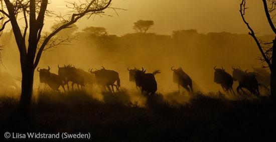 ׸ǵٴ(Serengeti