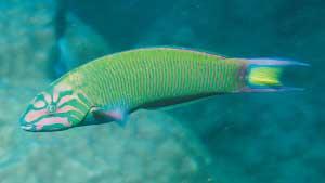 新月锦鱼：鲈形目隆头鱼科锦鱼属。俗称青衣龙。主要分布于印度洋和太平洋中、西部，我国仅产于南海。一般体长15—20cm，大者可达35cm，体重为100—200克。