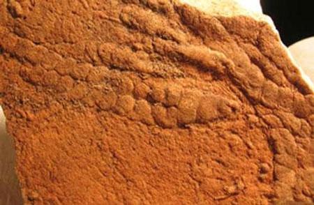 化石标本见证5.7亿年前动物第一场性爱(图)