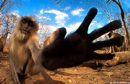 顽皮的长尾猴用手触摸大象鼻子上的摄像机