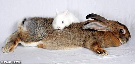 最大的兔子“艾米”