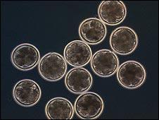 BBC网站上公布的英国首个人兽混合胚胎照片