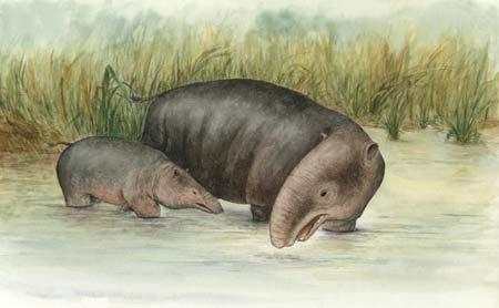 研究发现远古大象祖先曾生活在水中_科学探索