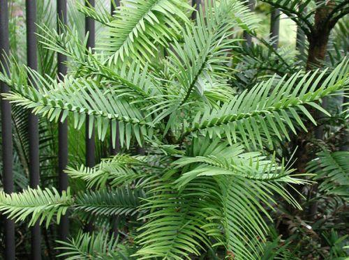 16种最奇异植物：最古老物种之一瓦勒迈杉
