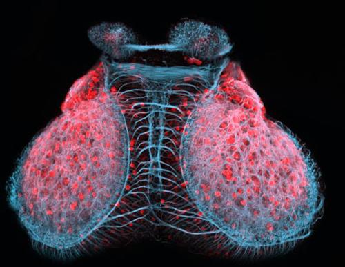 迷人的微观世界：斑马鱼大脑似肺脏(组图)