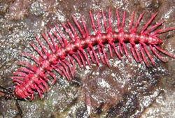 ½(Millipedes)