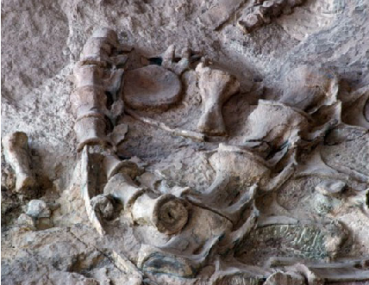 ר�������Ź�ϵ���ʮ������(��ͼ)