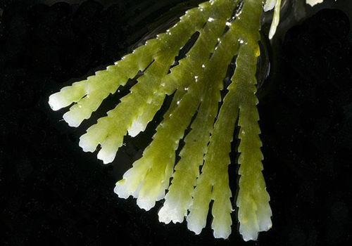 澳大利亚海域发现百余色彩斑斓新物种(组图)