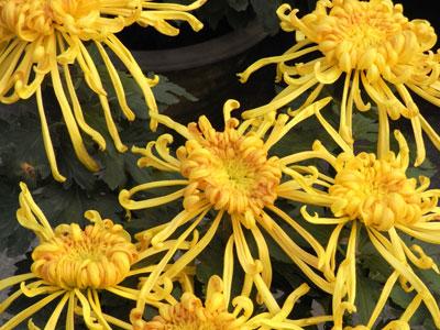 长焦与广角兼得理光便携卡片机R10评测(6)