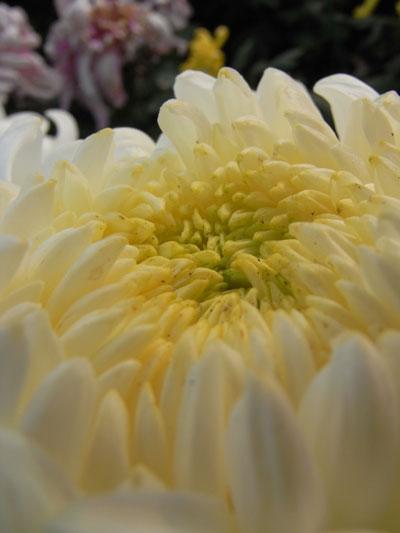 长焦与广角兼得理光便携卡片机R10评测(6)