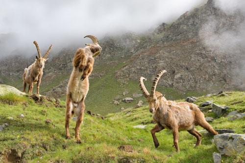 2008欧洲野生动物摄影：三只山羊决斗
