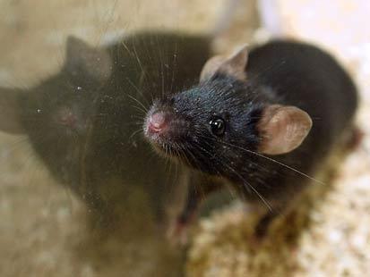 2008十大科学突破：日本科学家复活死老鼠