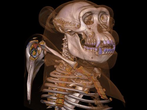 奇妙三維CT照片透視人體和動物內部奧秘圖片3