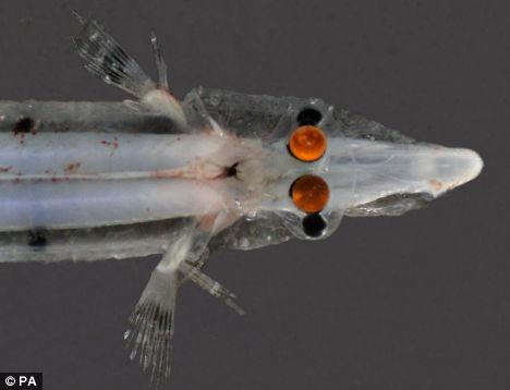 科学家发现神奇四眼鱼可看清身体下方(图)