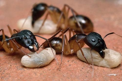 奇妙蚂蚁世界:全球蚂蚁总重与人类相当(图)
