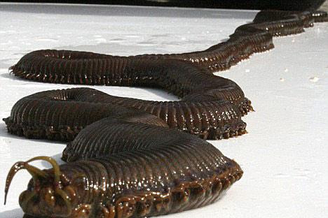 组图:巨型蠕虫袭击英国水族馆珊瑚虫