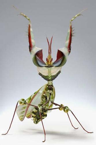 十种令人恐怖的昆虫:魔花螳螂外表艳丽(图)