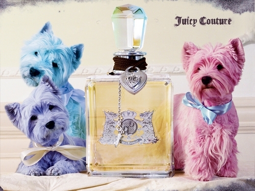 (Juicy Couture)ӻ(㾫)