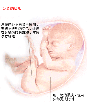 胎儿发育图谱: 21～24周时的胎儿