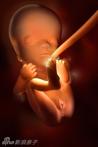 胎儿在子宫内发育全过程(组图)