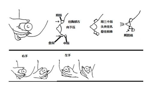 手动挤奶的具体手法