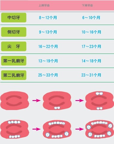 出,一般先长下牙,但也可能提早到3～4个月,或延后到11～12个月才长牙