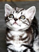 СĢ��51���