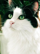 Ƥ�����ŵ�ɪ����(��ͼ)