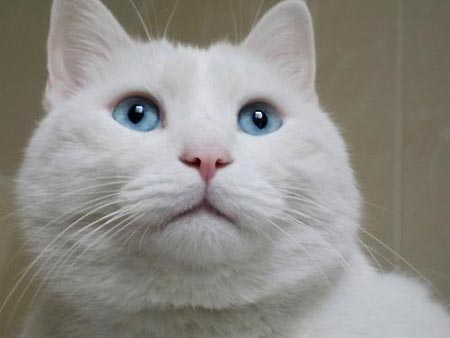 ͼƬһҳ