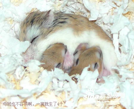妈妈仓鼠生了仓鼠,但是仓鼠妈妈还和孩子爸爸一起照顾小朋友可以吃蜜蜂吗图片
