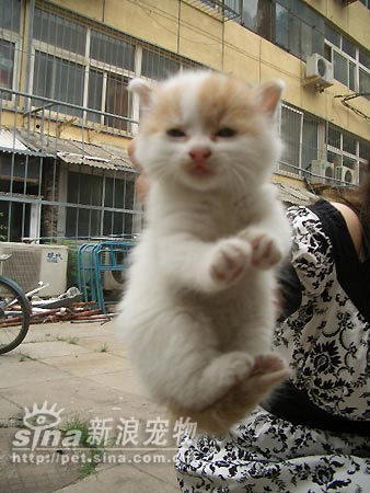 北京四只奶猫领养(组图)(6)