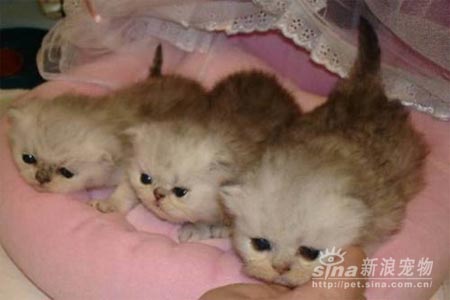 组图:超级可爱的波斯猫(2)